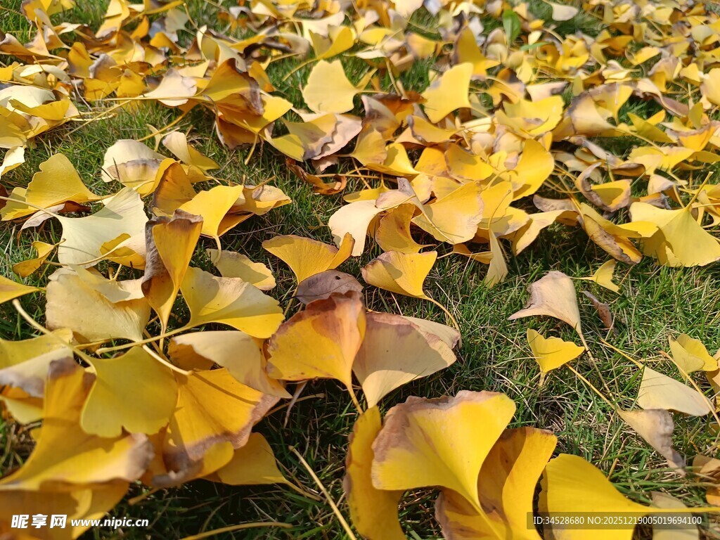 秋日银杏落叶铺满草地