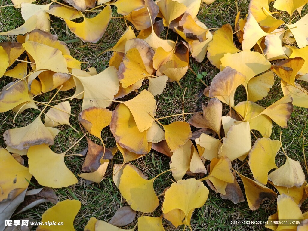 金黄银杏叶散落于草地