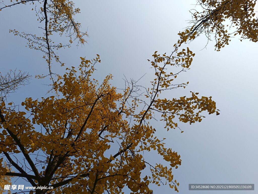 秋日银杏树枝映蓝天