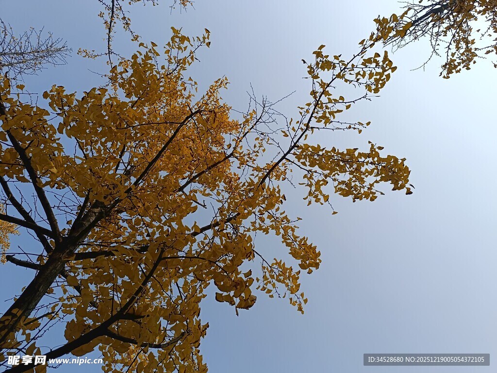 秋日银杏枝头蓝天景象