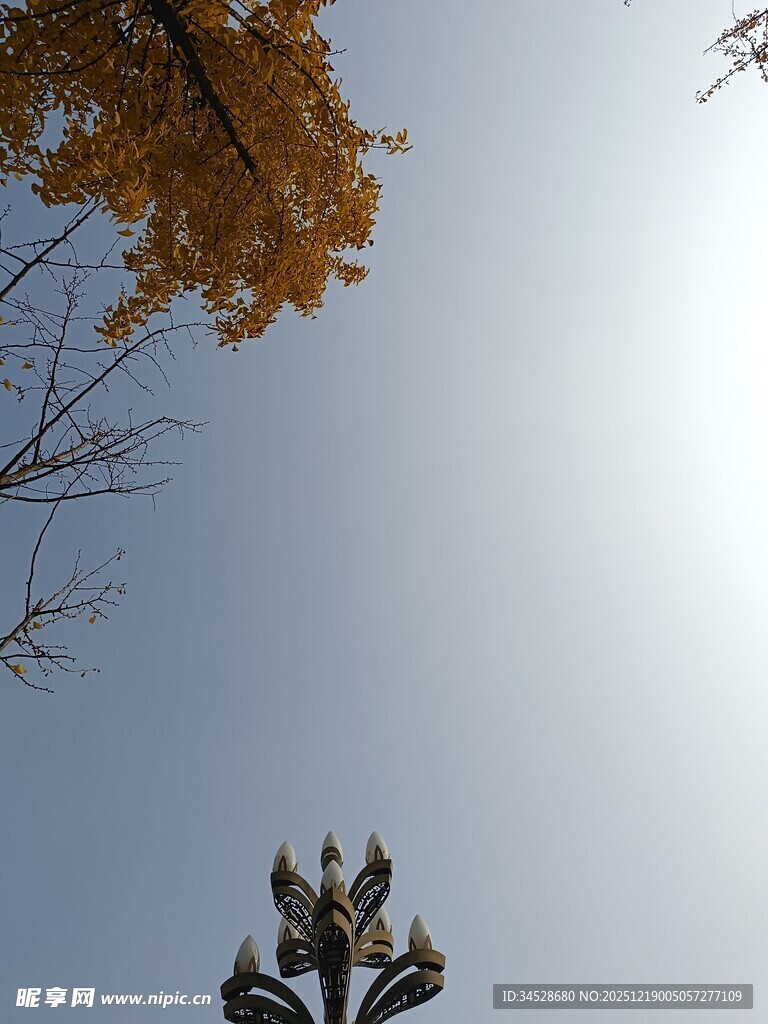 秋日树梢与路灯剪影