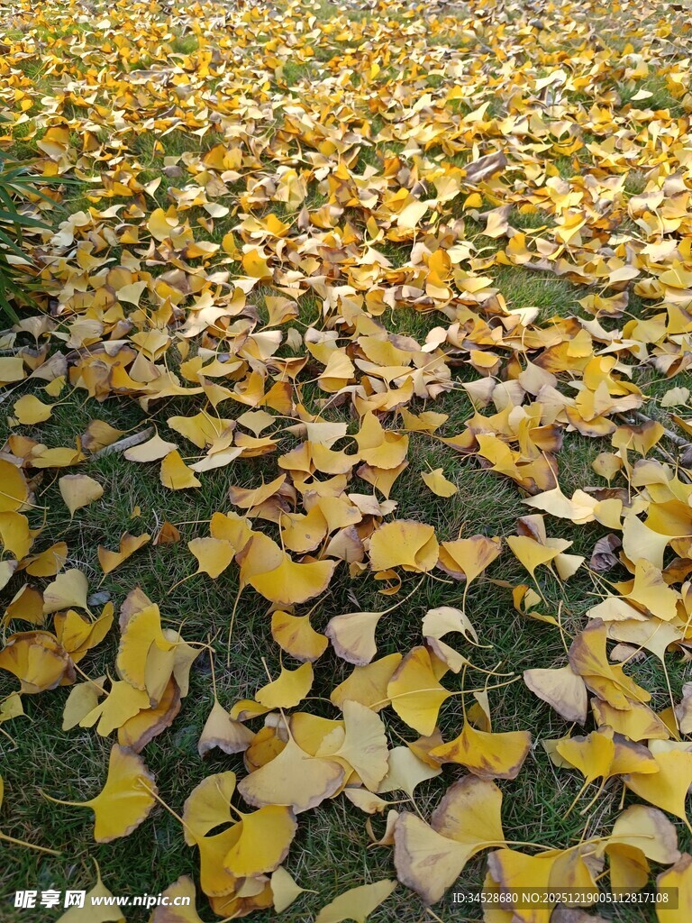 金黄银杏叶铺满地面美景