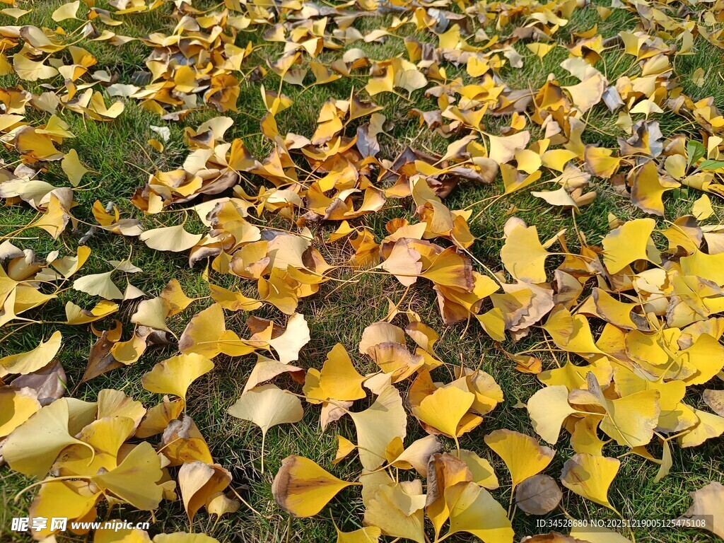 秋日草地落满金黄树叶