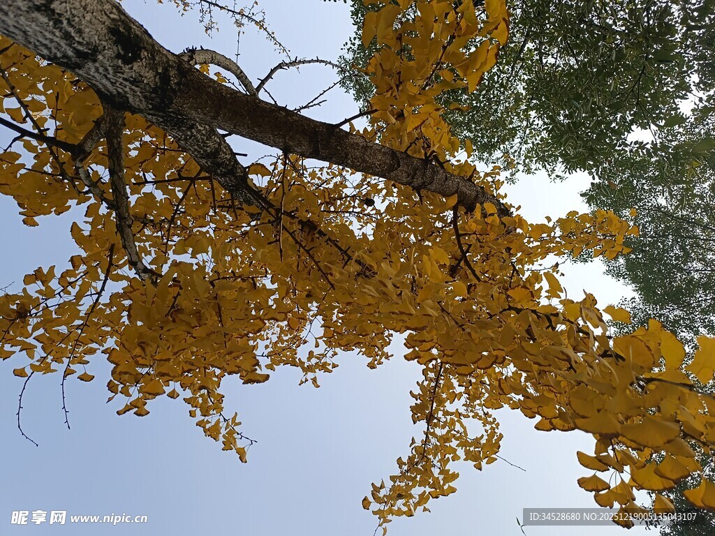 秋日银杏树枝叶金黄