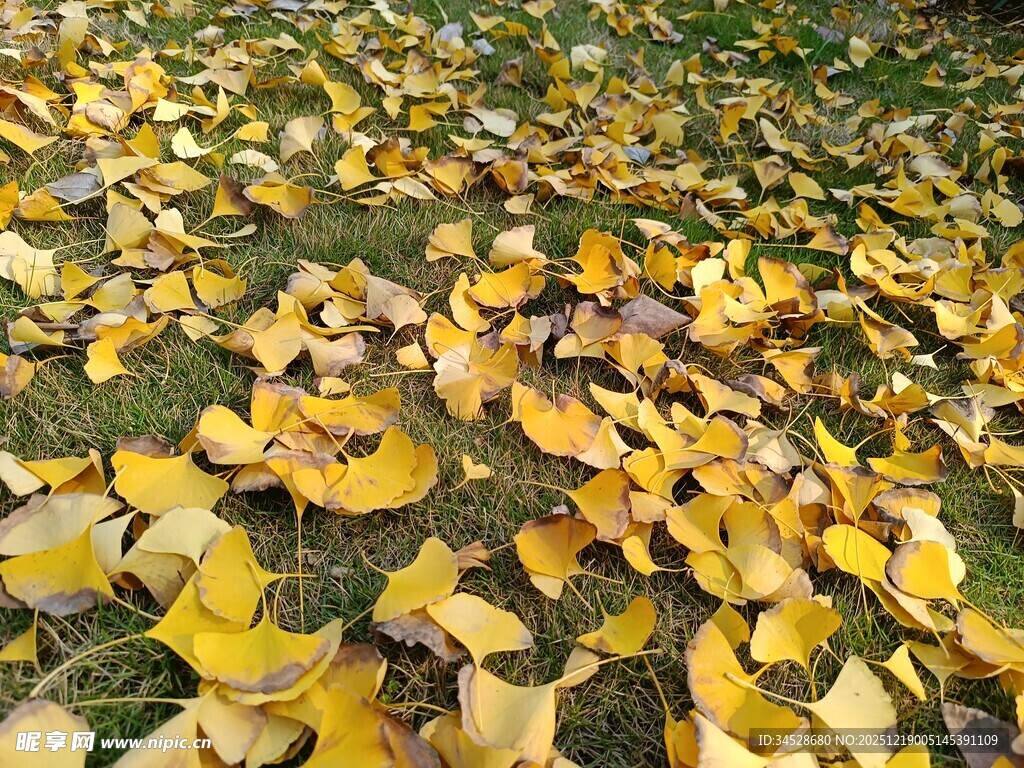 银杏落叶铺就秋日美景