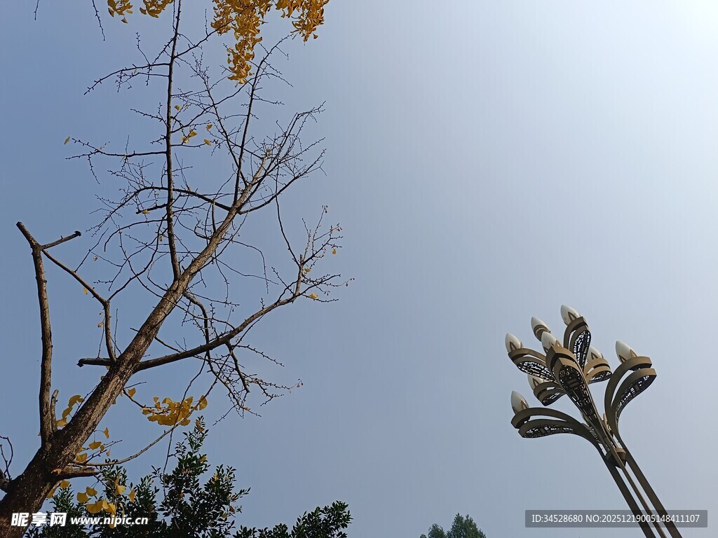 秋日树梢与路灯景致