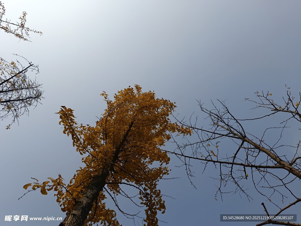 秋日金黄银杏与蓝天