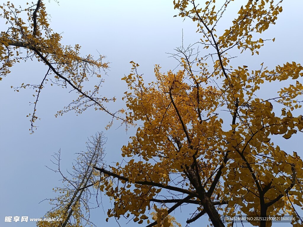 秋日银杏树枝叶美景