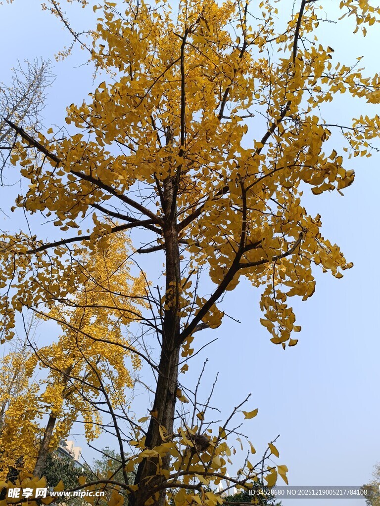 秋日金黄银杏树美景