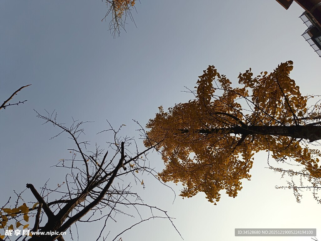 仰望秋日金黄树木