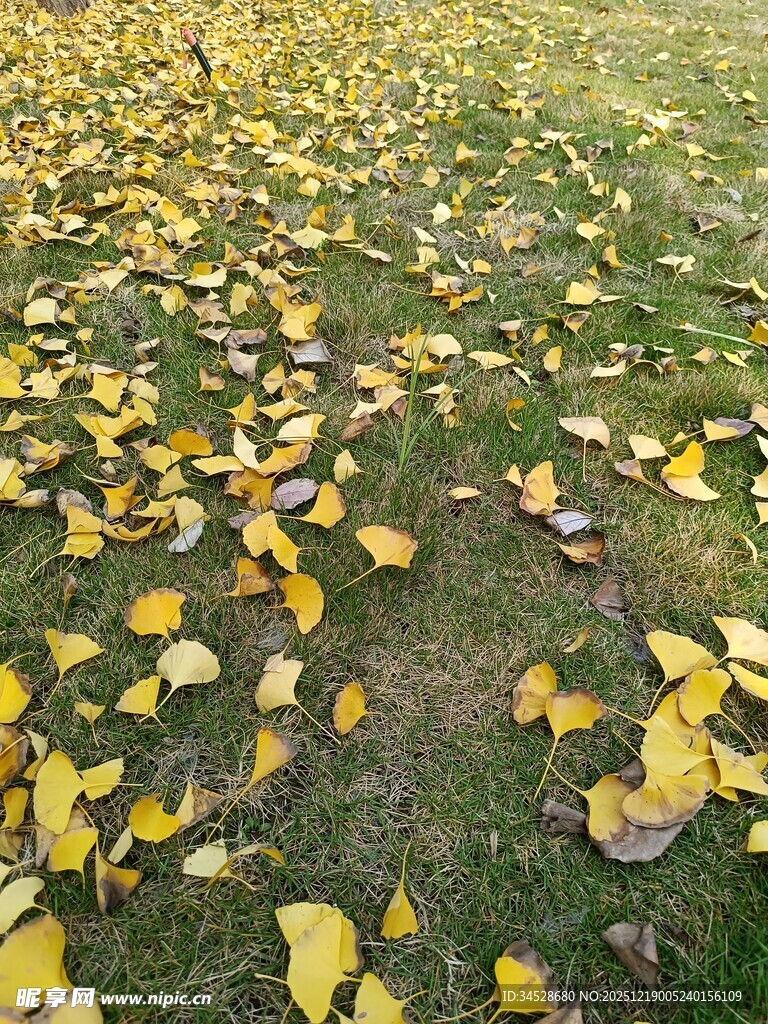 秋日草地落满金黄树叶