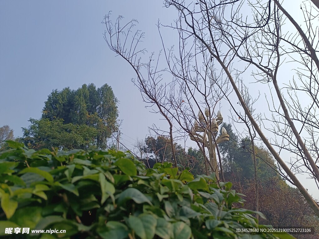 冬日绿植与光秃树枝景观