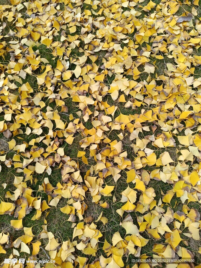 金黄落叶铺满地面的美景