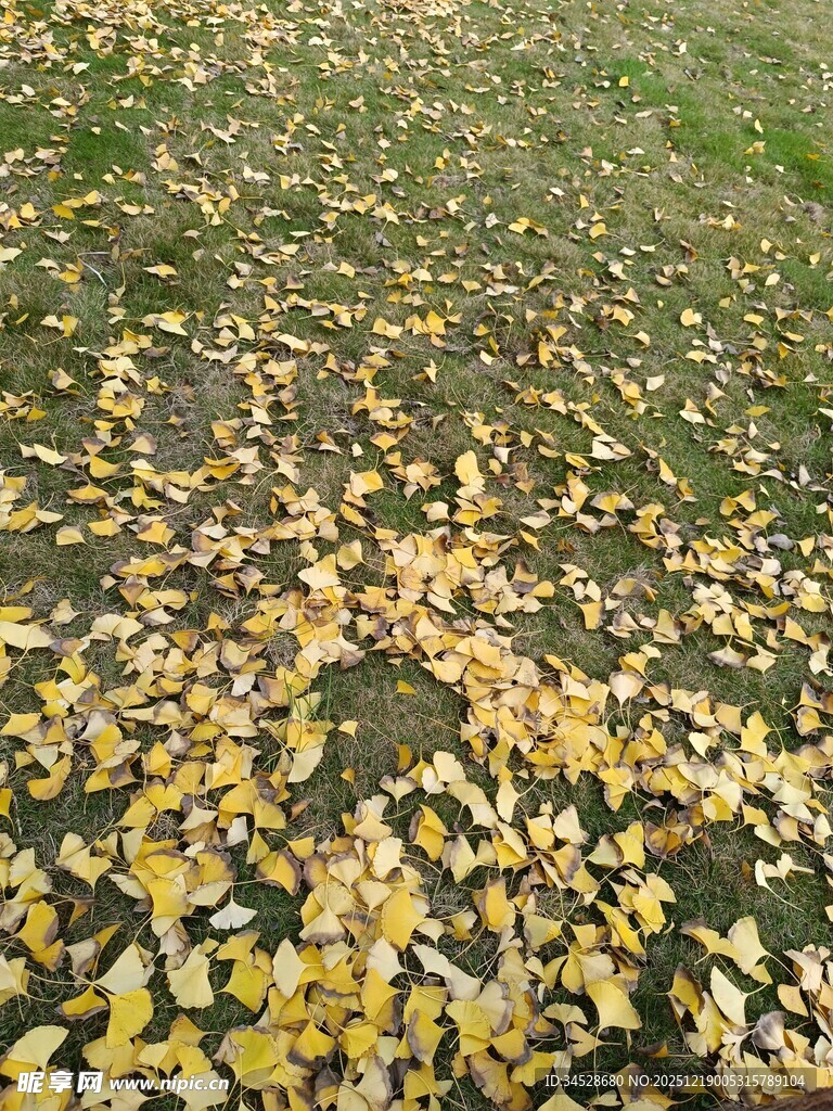 秋日落叶铺满草地