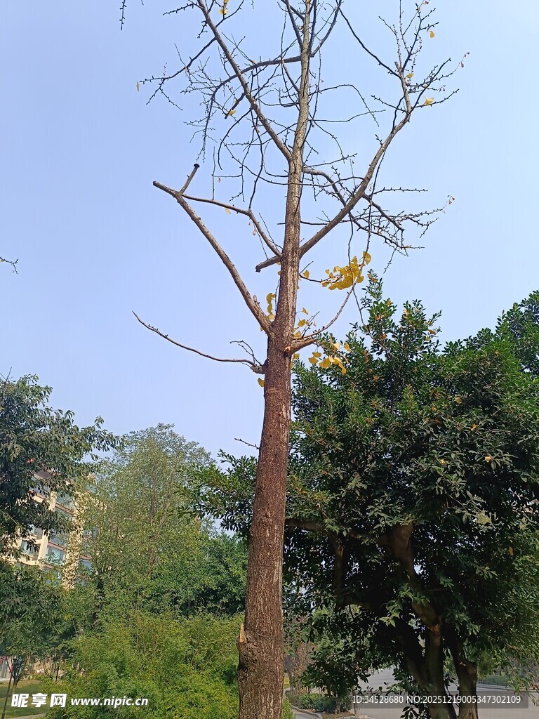 光秃树木立于绿意背景中