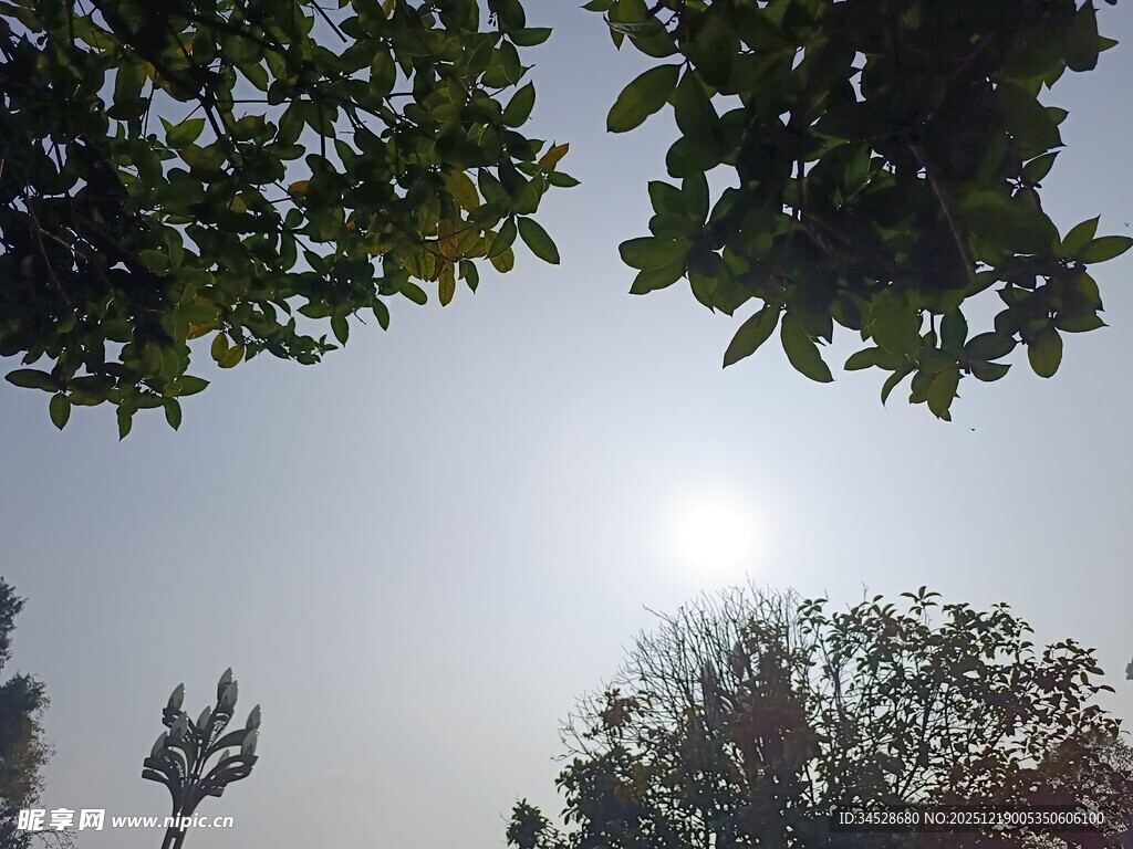 透过枝叶见阳光