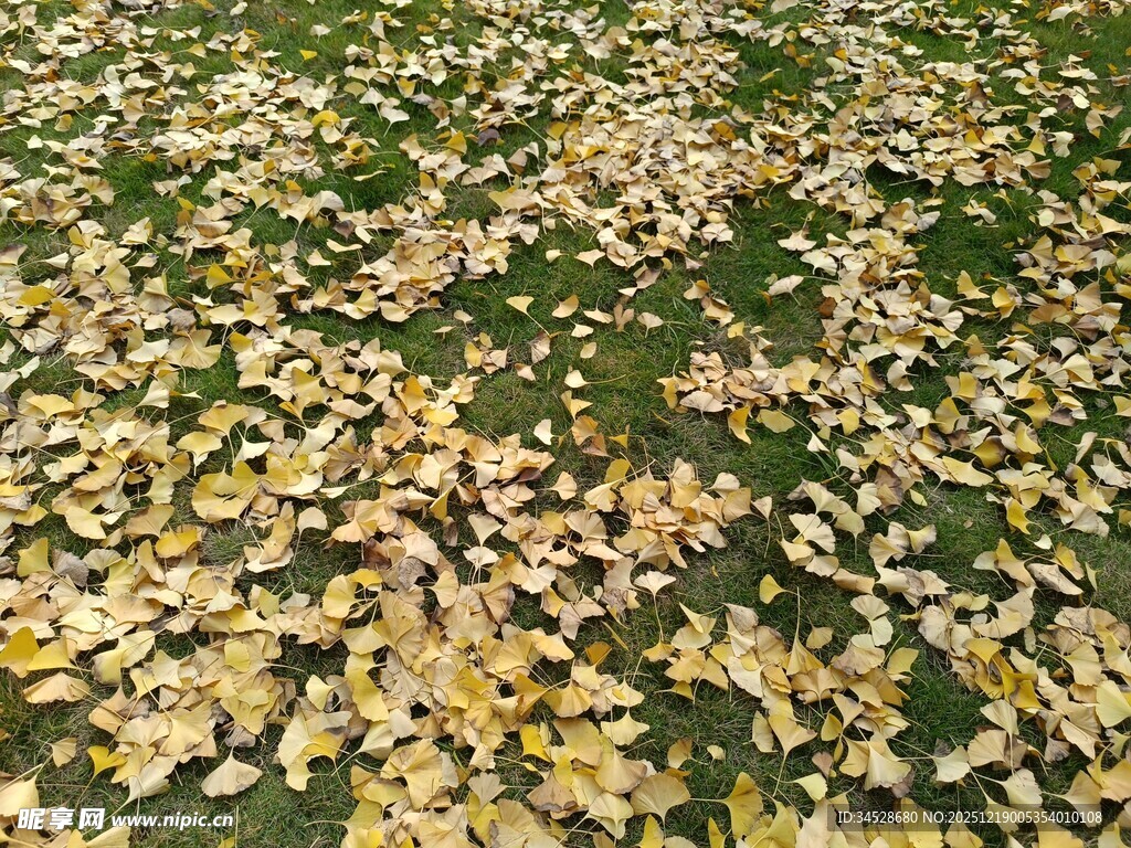 落叶铺地的静谧秋景