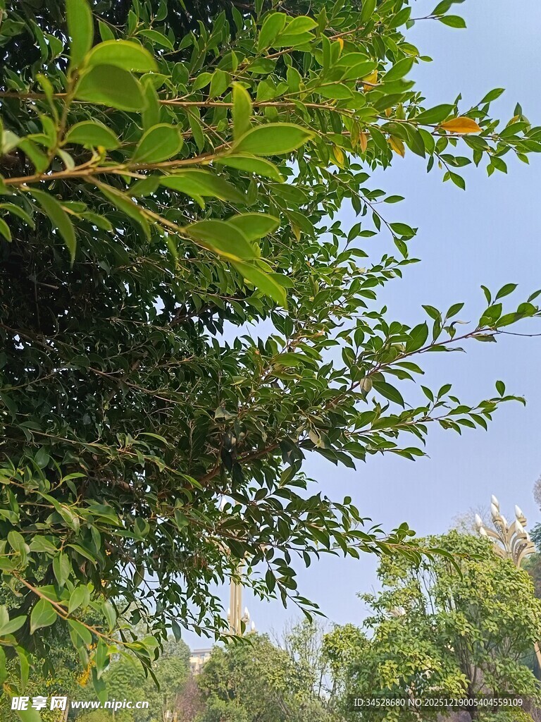 绿叶繁茂的清新自然景象