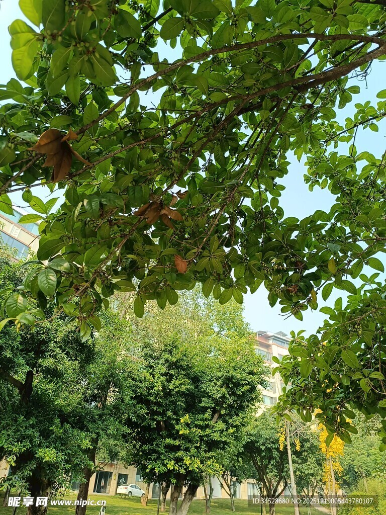 绿树成荫的静谧户外景致