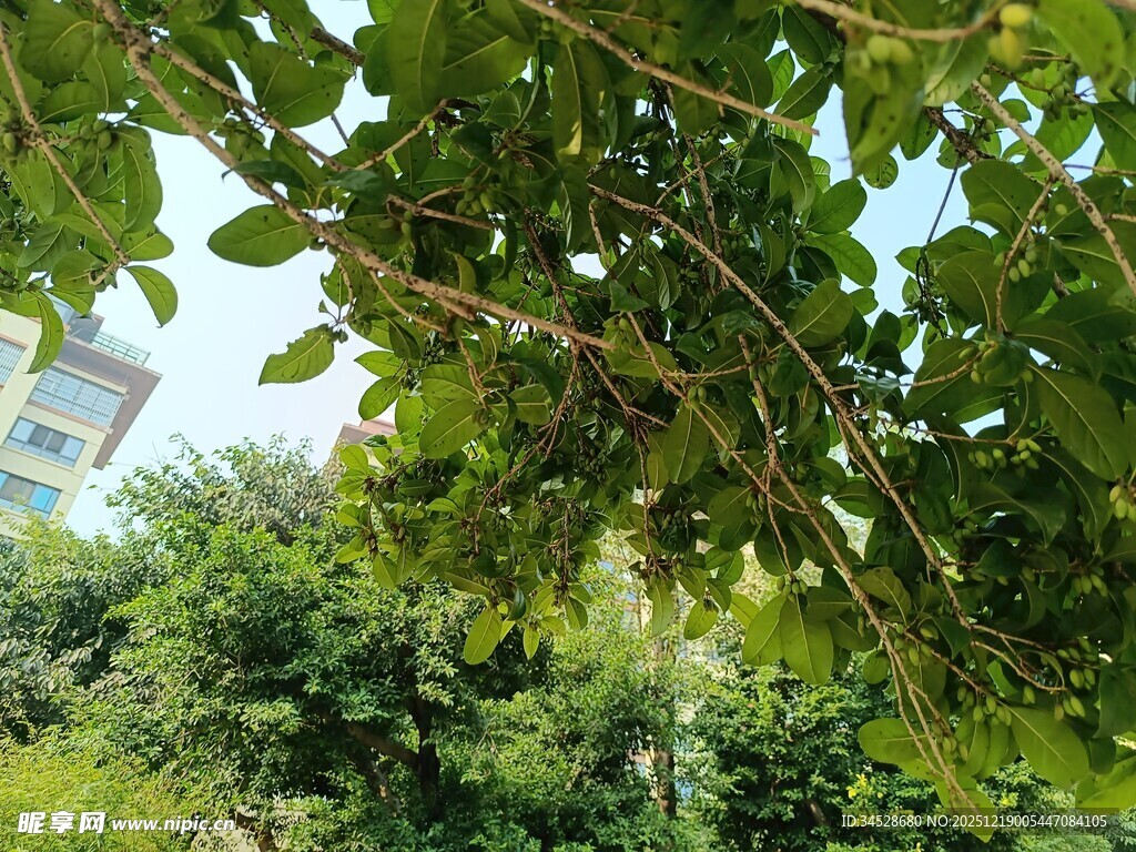 绿叶繁茂的户外景致