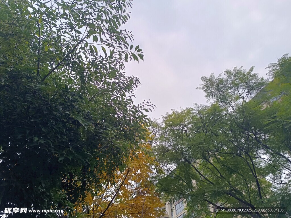 林间树梢的天空景致