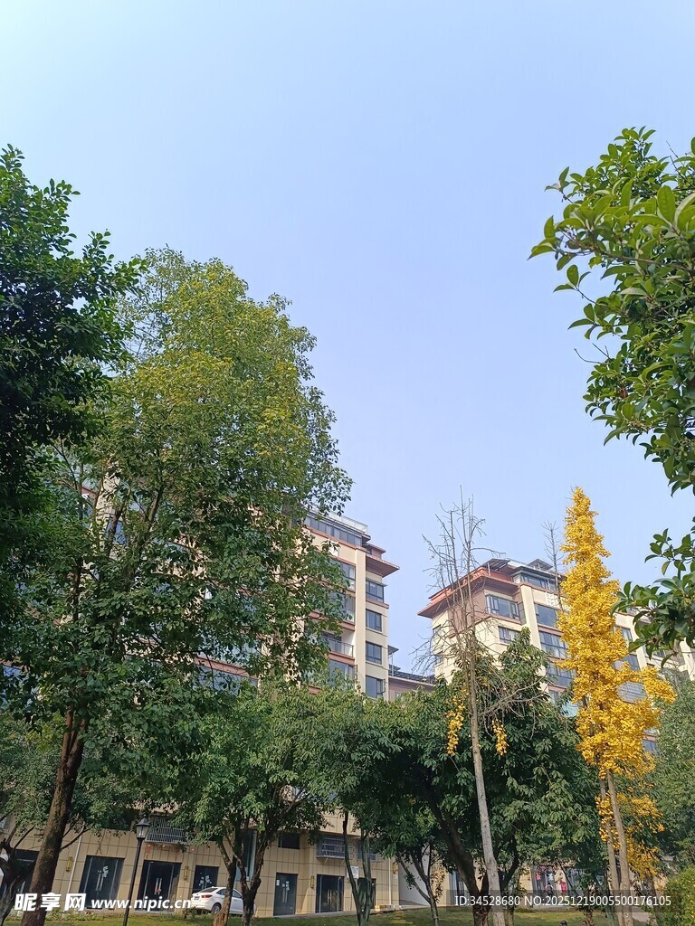 秋日街道旁的绿树与建筑