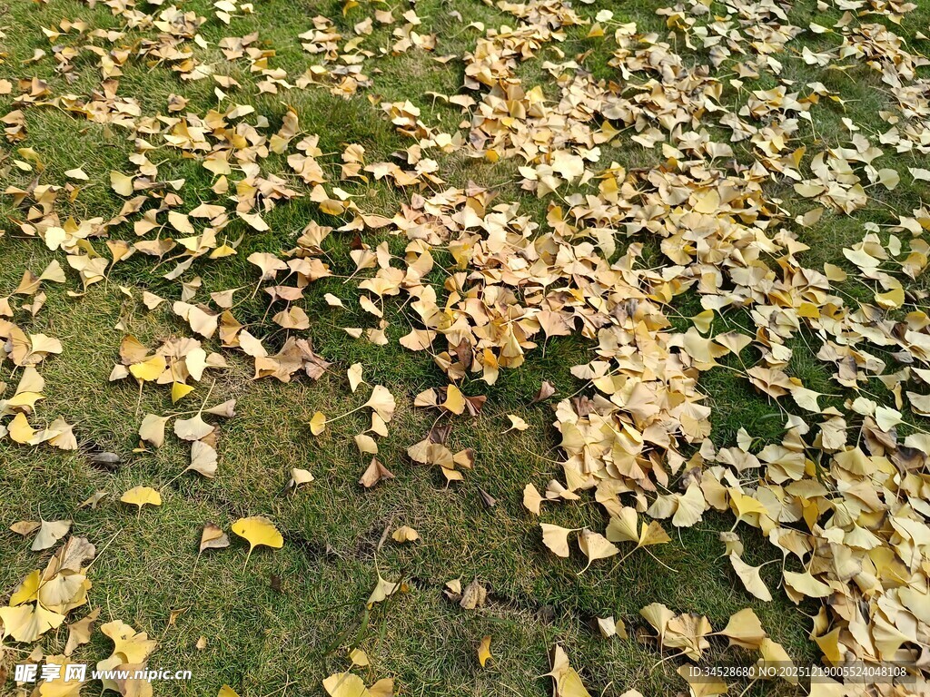 落叶铺地的秋日景象