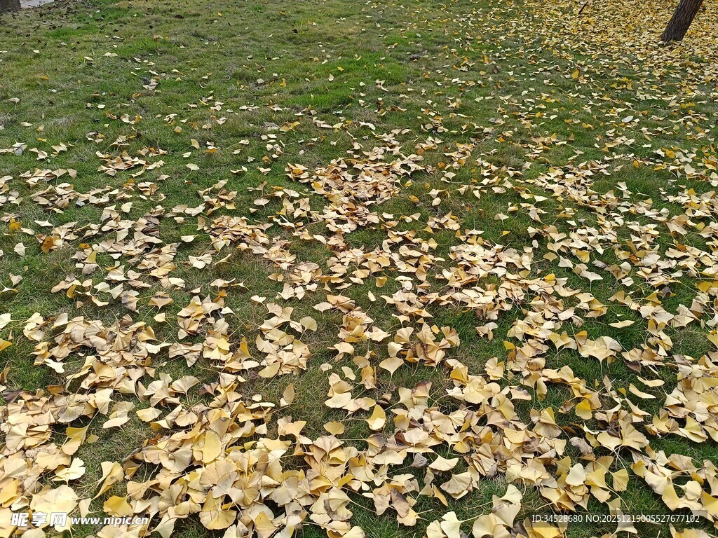 秋日草地落满金黄银杏叶