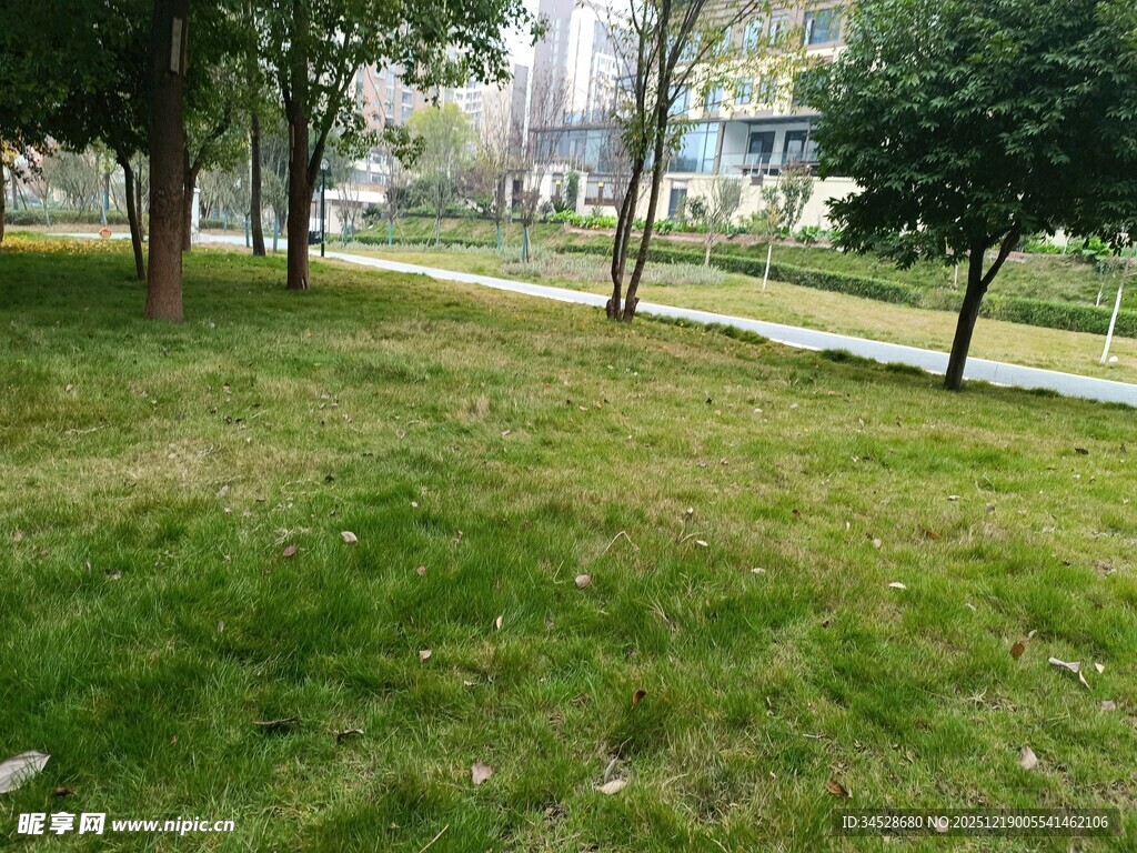 城市公园中的绿地与树木