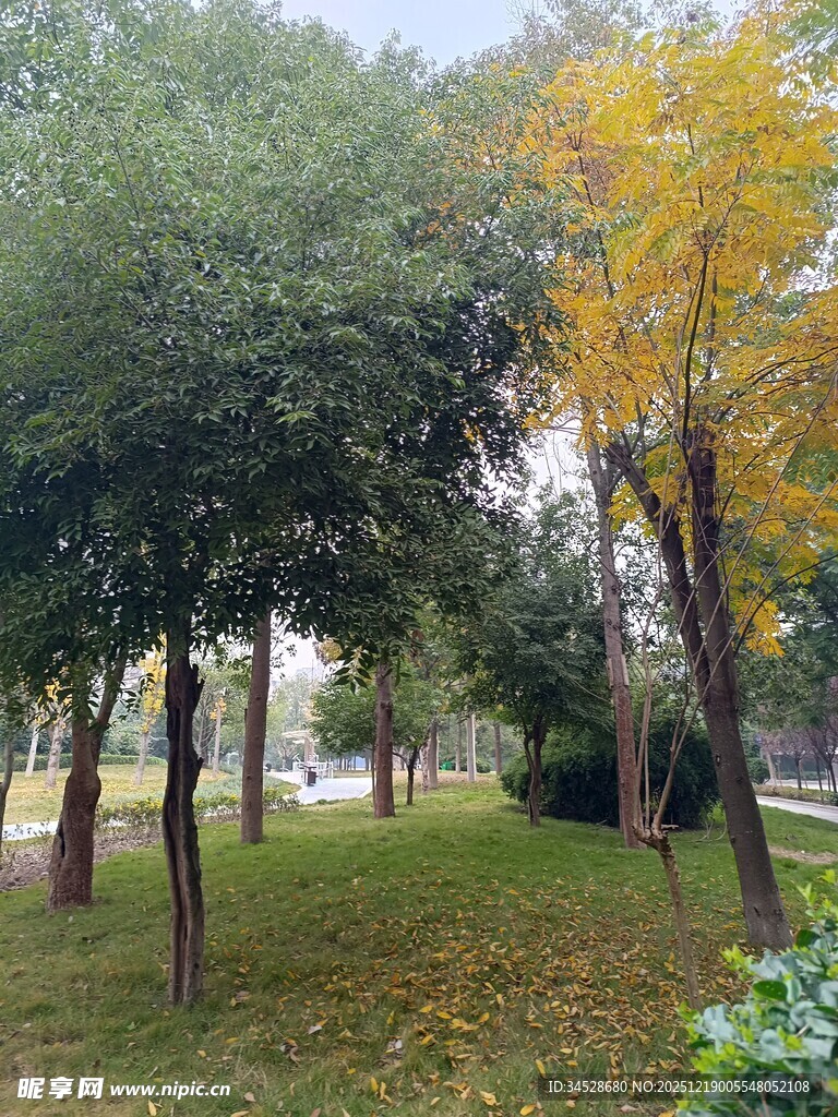 秋日公园树林美景