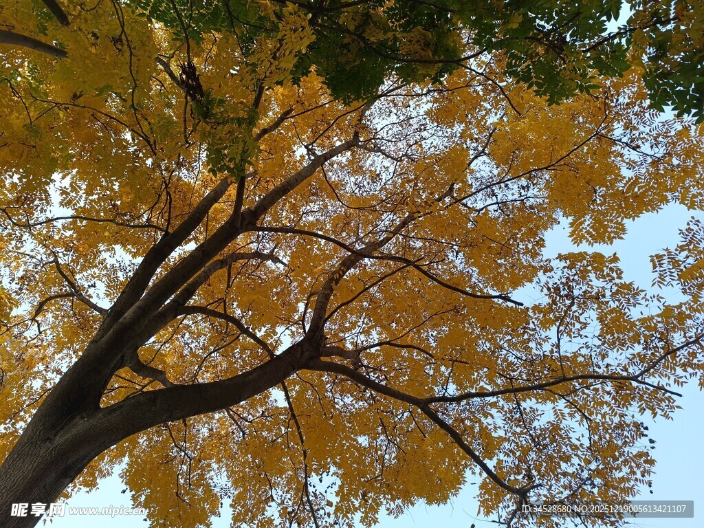 秋日金黄树冠仰望视角
