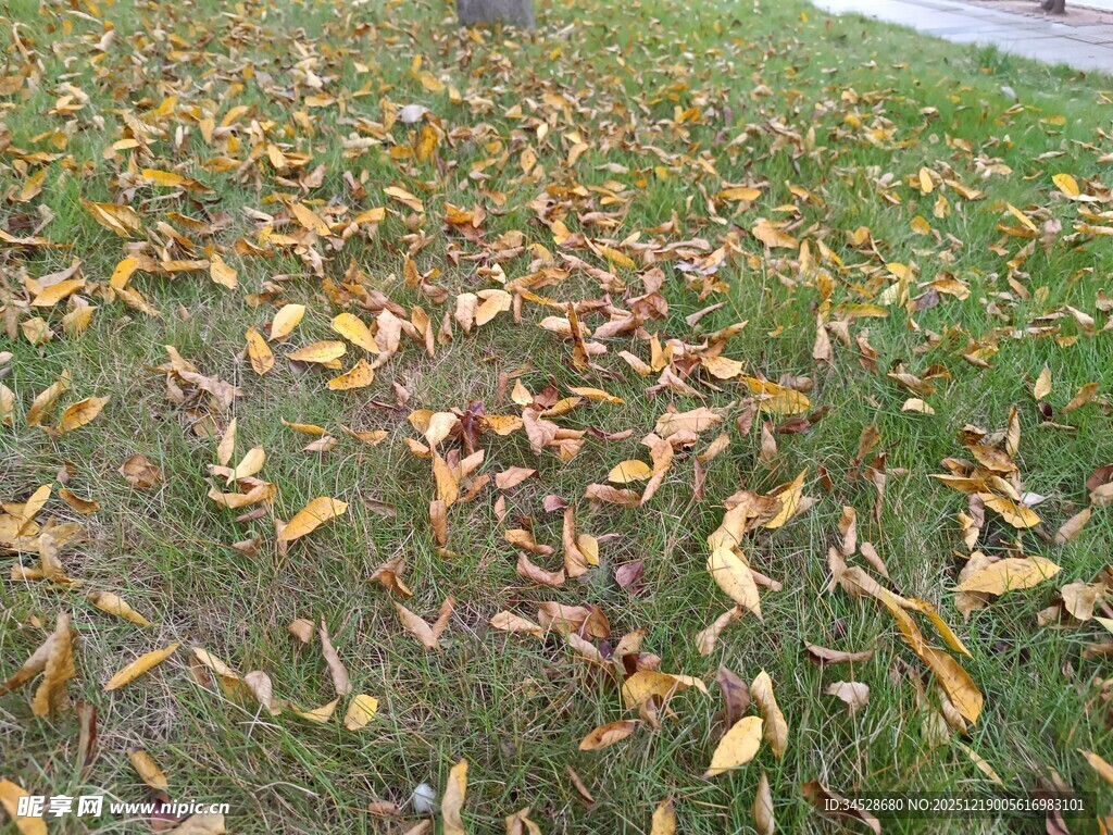 草地上散落的多彩秋叶