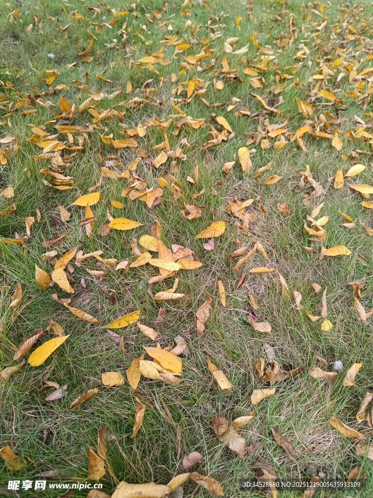 草地上的金黄落叶