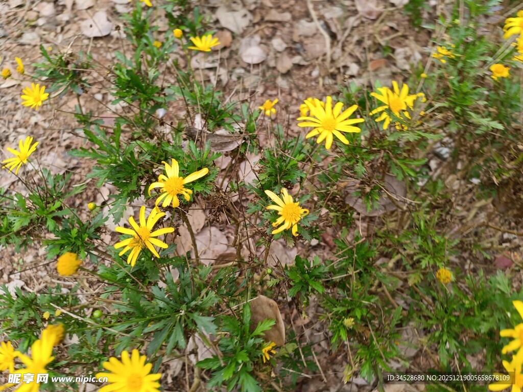 碎石间绽放的黄色小花