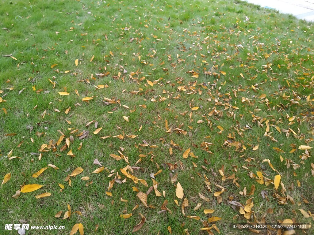 草地上散落的斑斓秋叶