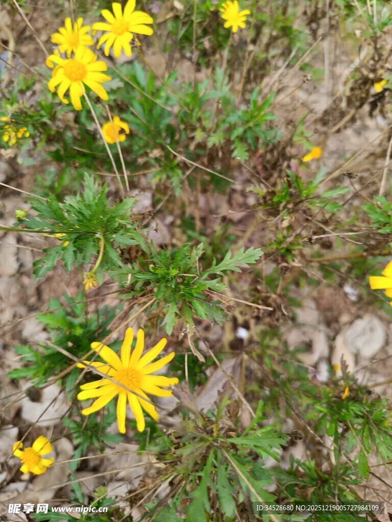 地面绽放的黄色小花