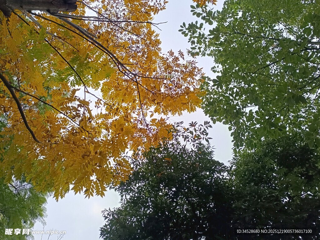 秋日树梢斑斓景致