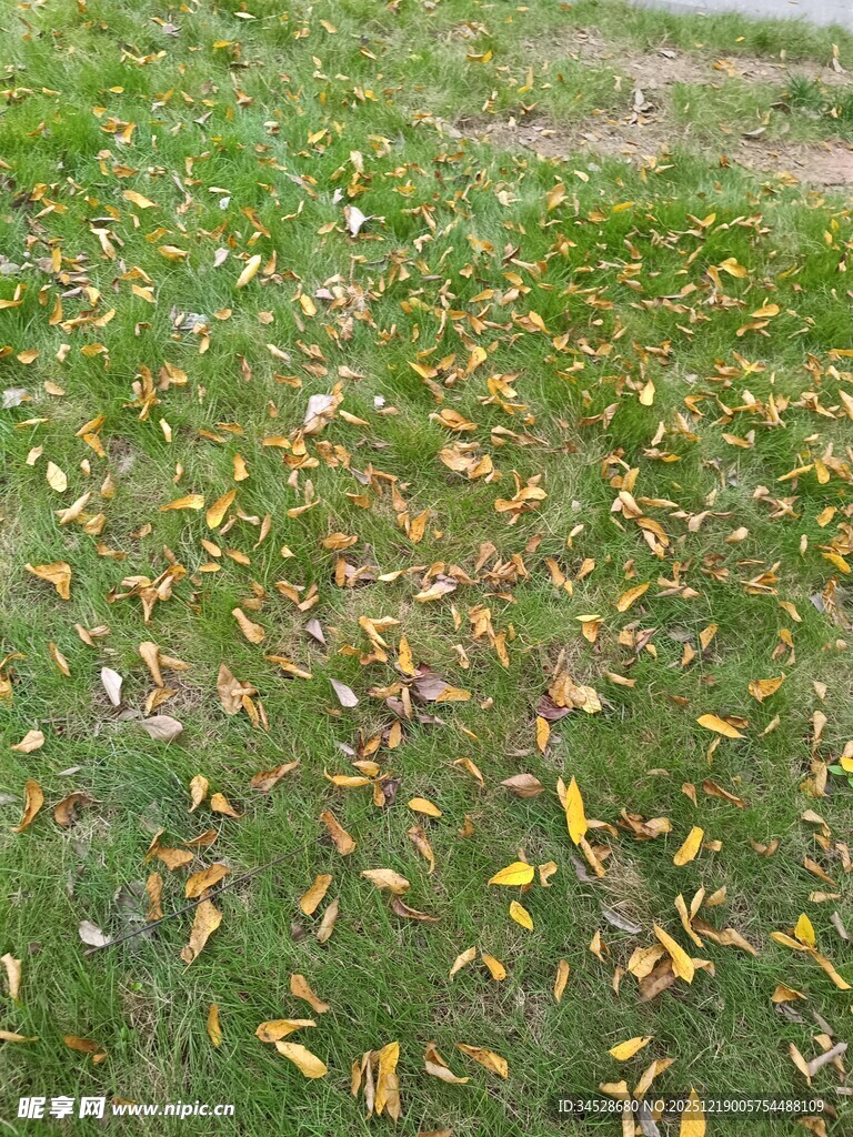 草地上散落的斑斓秋叶