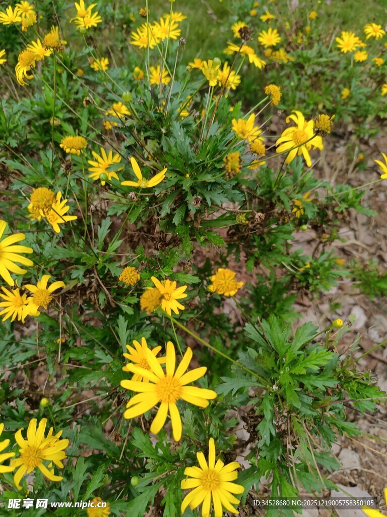 金黄小花绽放于草地