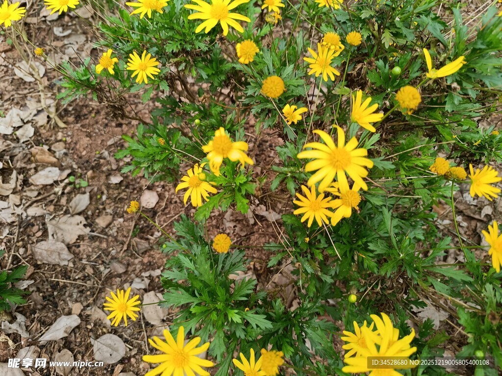 黄色小花绽放于碎石间