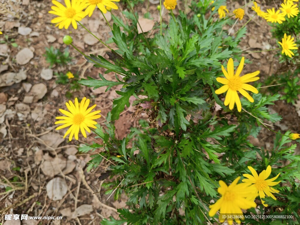 黄色小花绽放于土地间