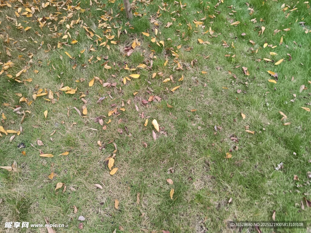 草地上散落的斑斓秋叶
