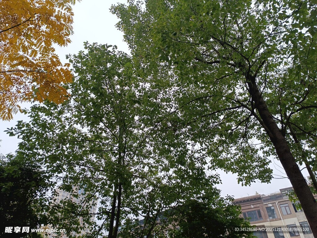 秋日林间树木与远处建筑