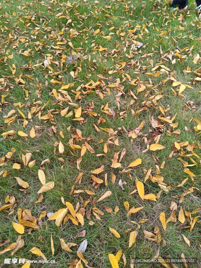 秋日草坪上的斑斓落叶