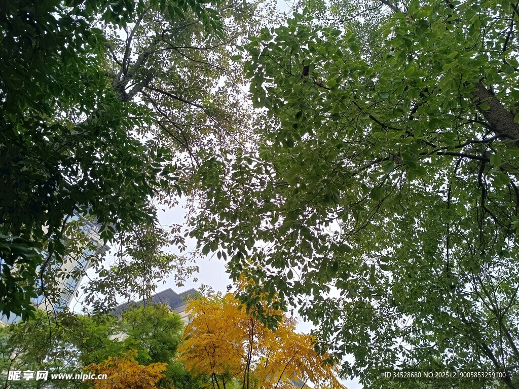 林间树梢的多彩景致