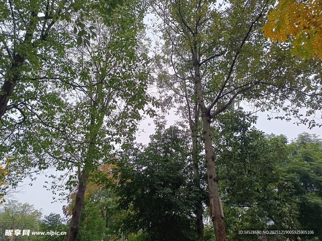 秋日林间树木景致