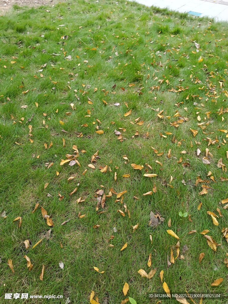 草地散落枯黄落叶