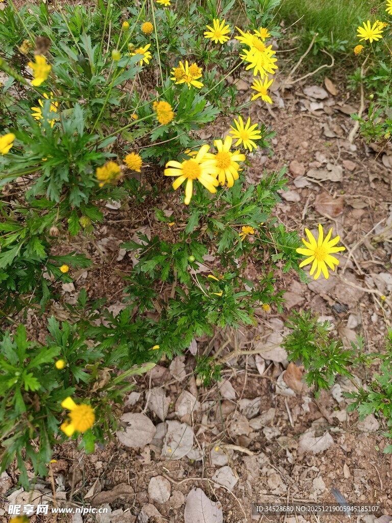 黄色小花绽放于碎石间