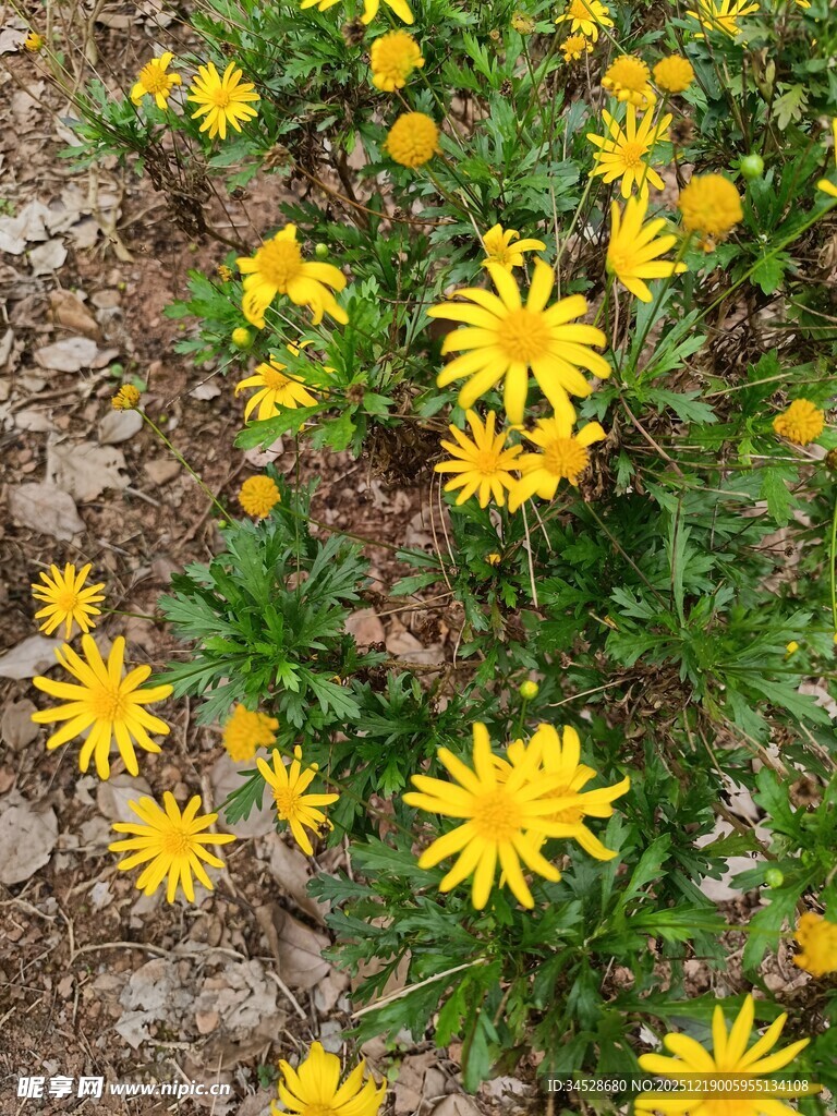 黄色小花绽放于碎石间