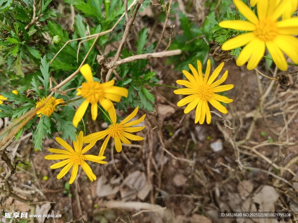 黄色小花绽放于草丛间